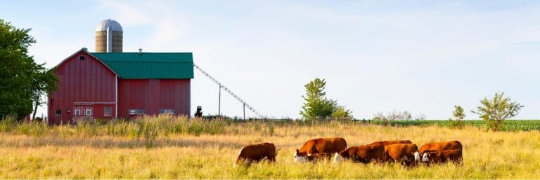 A group of brown cows graze in a grassy field in front of a red barn with a green roof and a silo under a clear sky.