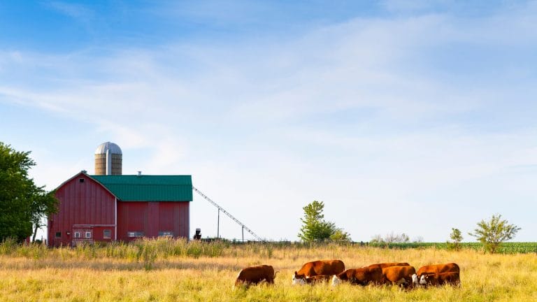 Red barn with a green roof and silo sits beside a field where several brown cows graze under a blue sky with scattered clouds.